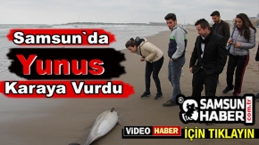 Yunus Balığı Samsun'da Sahile Vurdu