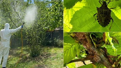 Samsun Fındık Üreticileri Dikkat! Kahverengi Kokarca ile Mücadele Zamanı
