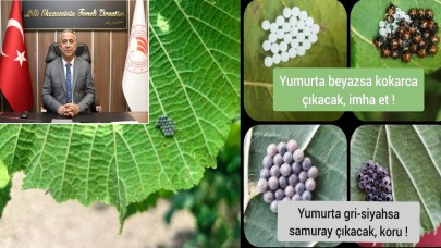 Samsun’da Kahverengi Kokarca Alarmı; Yumurtadan Çıktı, İlaçlama Dönemi Başladı