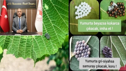 Samsun’da Kahverengi Kokarca Alarmı; Yumurtadan Çıktı, İlaçlama Dönemi Başladı