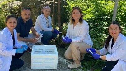 Samsun’da 1 Milyonun Üzerinde Samuray Arısı Doğaya Salındı