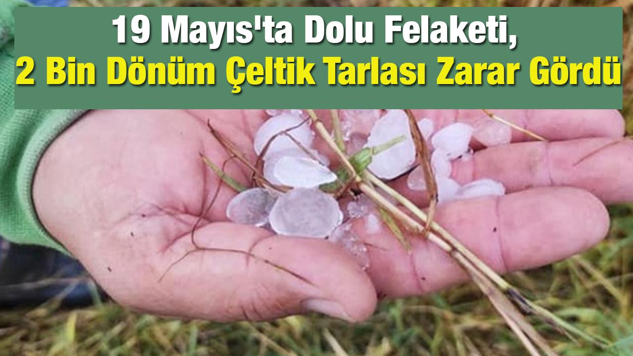 19 Mayıs'ta Dolu Felaketi, 2 Bin Dönüm Çeltik Tarlası Zarar Gördü