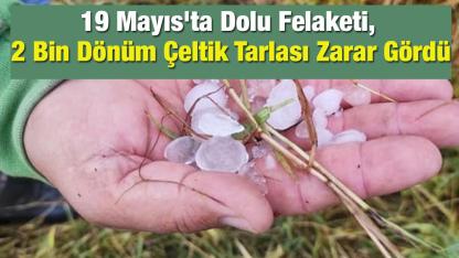 19 Mayıs'ta Dolu Felaketi, 2 Bin Dönüm Çeltik Tarlası Zarar Gördü