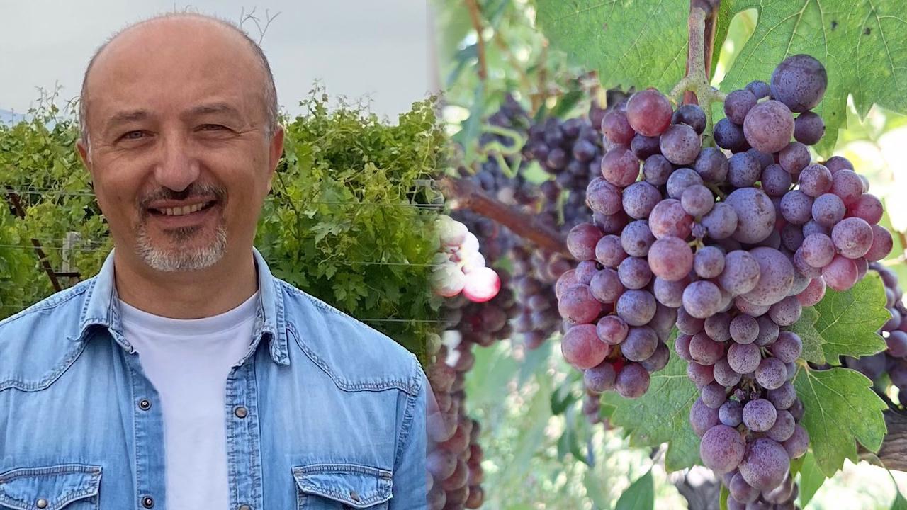 OMÜ'lü Profesörden Üzümleri Dondan Koruyacak Proje