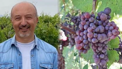 OMÜ'lü Profesörden Üzümleri Dondan Koruyacak Proje