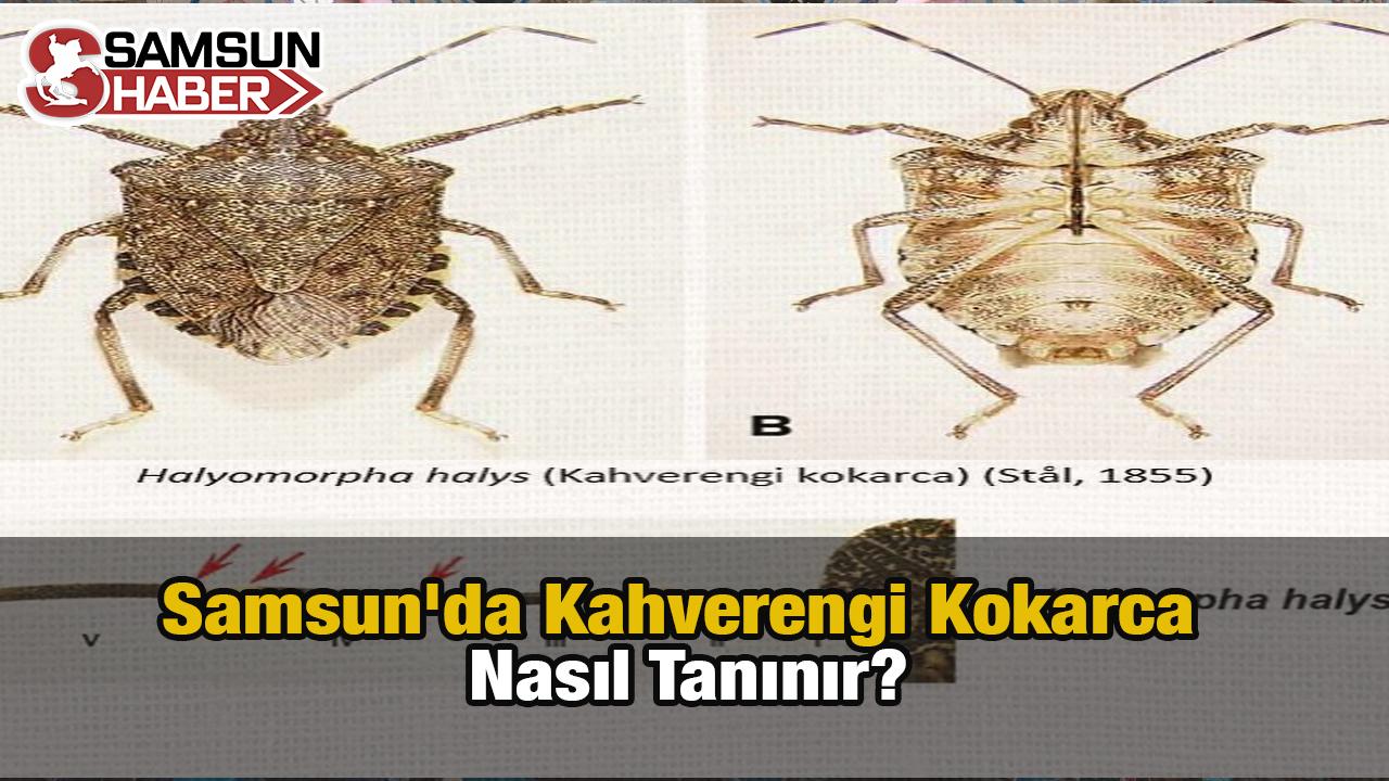 Samsun&#039;da Kahverengi Kokarca Uyarısı: Nasıl Tanınır?
