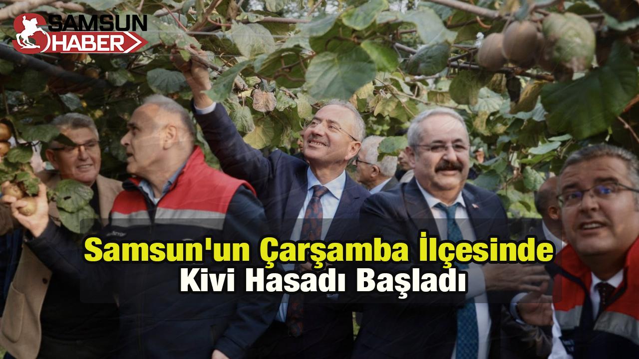 Samsun&#039;un Çarşamba İlçesinde Kivi Hasadı Başladı