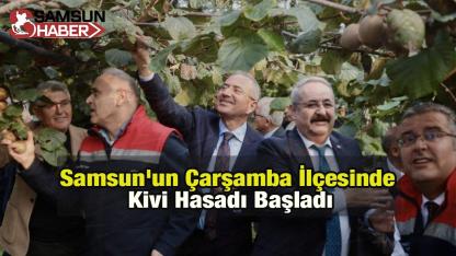 Samsun'un Çarşamba İlçesinde Kivi Hasadı Başladı