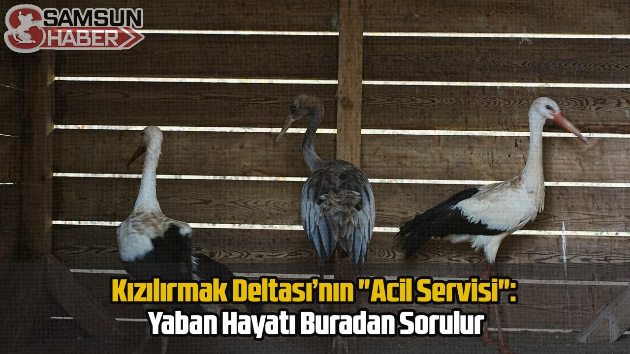 Kızılırmak Deltası’nın "Acil Servisi": Yaban Hayatı Buradan Sorulur