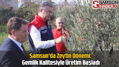 Samsun'da Zeytin Dönemi: Gemlik Kalitesiyle Üretim Başladı