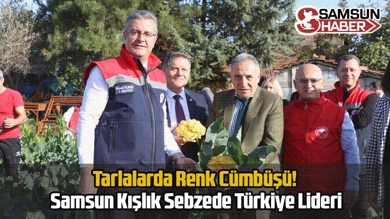 Tarlalarda Renk Cümbüşü! Samsun Kışlık Sebzede Türkiye Lideri