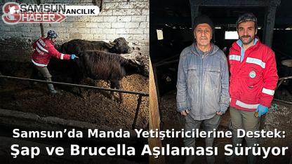 Samsun’da Manda Yetiştiricilerine Destek: Şap Ve Brucella Aşılaması Sürüyor