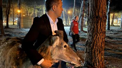 633 YIL SONRA GEYİKKOŞAN’A CANLI GEYİK GETİRİLDİ